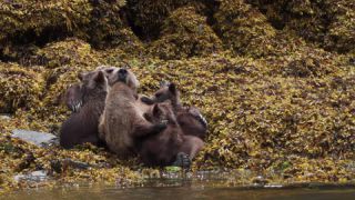 Link to Video | mammal, Ursidae, Canada, omnivore, grizzly bear, British Columbia, Carnivora, Wildlife Observation, bear, organism, animal, nature