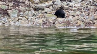 Link to Video | fauna, mammal, Ursus americanus, Canada, digital photography, British Columbia, wildlife, predator, bear, North America, animal, nature, wildlife observation, wildlife watching