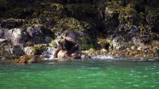 Link to Video | mammal, rivalry, Ursidae, Canada, omnivore, grizzly bear, Full High Definition, slow motion, aggression, British Columbia, Carnivora, Knight Inlet, Wildlife Observation, bear, combat, organism, animal, nature