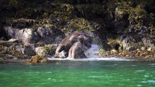 Link to Video | mammal, rivalry, Ursidae, Canada, omnivore, grizzly bear, Full High Definition, slow motion, aggression, British Columbia, Carnivora, Knight Inlet, Wildlife Observation, bear, combat, organism, animal, nature