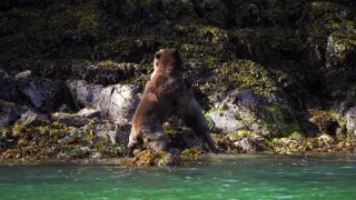 Link to Video | mammal, rivalry, Ursidae, Canada, omnivore, grizzly bear, Full High Definition, slow motion, aggression, British Columbia, Carnivora, Knight Inlet, Wildlife Observation, bear, combat, organism, animal, nature