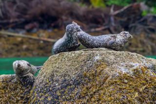 Link to Photo | mammal, Western Canada, creature, rock, Canada, British Columbia, lying, Carnivora, Knight Inlet, Harbour Seal, Pinnipedia, marine mammal, North America