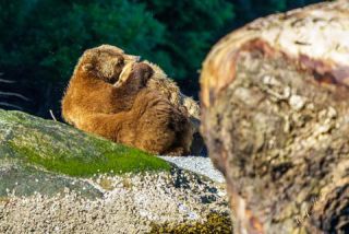 Link to Photo | mammal, Ursidae, Canada, omnivore, grizzly bear, British Columbia, Carnivora, Wildlife Observation, bear, organism, animal, nature