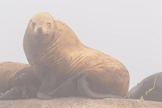 Link to Photo | Western Canada, Canada, British Columbia, wildlife, Carnivora, Pinnipedia, marine mammal, sea lion, Eumetopias jubatus, Steller's sea lion, animal, nature