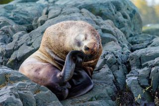 Link to Photo | Western Canada, Canada, British Columbia, wildlife, Carnivora, Pinnipedia, marine mammal, sea lion, Eumetopias jubatus, Steller's sea lion, animal, nature