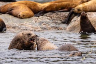 Link to Photo | Western Canada, Canada, British Columbia, wildlife, Carnivora, Pinnipedia, marine mammal, sea lion, Eumetopias jubatus, Steller's sea lion, animal, nature