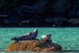 Link to Photo | mammal, Western Canada, creature, rock, Canada, British Columbia, lying, Carnivora, Knight Inlet, Harbour Seal, Pinnipedia, marine mammal, North America
