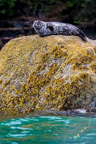 Link to Photo | mammal, Western Canada, creature, rock, Canada, British Columbia, lying, Carnivora, Knight Inlet, Harbour Seal, Pinnipedia, marine mammal, North America