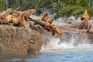 Link to Photo | Western Canada, Canada, British Columbia, wildlife, Carnivora, Pinnipedia, marine mammal, sea lion, Eumetopias jubatus, Steller's sea lion, animal, nature