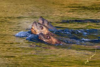 Link to Photo | Western Canada, Canada, British Columbia, wildlife, Carnivora, Pinnipedia, marine mammal, sea lion, Eumetopias jubatus, Steller's sea lion, animal, nature