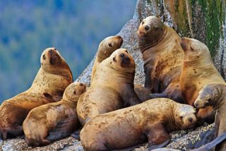 Link to Photo | Western Canada, Canada, British Columbia, wildlife, Carnivora, Pinnipedia, marine mammal, sea lion, Eumetopias jubatus, Steller's sea lion, animal, nature