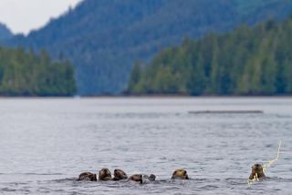 Link to Photo | fauna, marine animal, mammal, Western Canada, Canada, sea, Vancouver Island, British Columbia, British Columbia, Lutrinae, lake, wildlife, Carnivora, liquid water, marine mammal, sea otter, critically imperiled, animal, Pacific Ocean