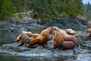 Link to Photo | Western Canada, Canada, British Columbia, wildlife, Carnivora, Pinnipedia, marine mammal, sea lion, Eumetopias jubatus, Steller's sea lion, animal, nature