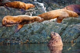 Link to Photo | Western Canada, Canada, British Columbia, wildlife, Carnivora, Pinnipedia, marine mammal, sea lion, Eumetopias jubatus, Steller's sea lion, animal, nature