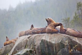 Link to Photo | Western Canada, Canada, British Columbia, wildlife, Carnivora, Pinnipedia, marine mammal, sea lion, Eumetopias jubatus, Steller's sea lion, animal, nature