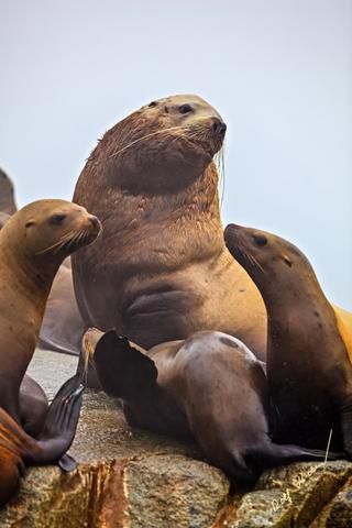 Link to Photo | Western Canada, Canada, British Columbia, wildlife, Carnivora, Pinnipedia, marine mammal, sea lion, Eumetopias jubatus, Steller's sea lion, animal, nature