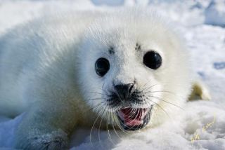 Link to Photo | animal protection, cub, creature, winter, pack ice, St. Lawrence River, Canada, wild animal, Gulf of Saint Lawrence, Prince Edward Island, 2006, Harp seal, lying, ice, white, wildlife, Pinnipedia, marine mammal, North America, human, habitat, animal, snow, Eastern Canada