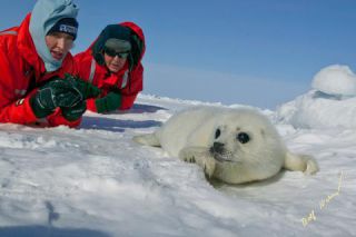 Link to Photo | animal protection, cub, creature, winter, pack ice, St. Lawrence River, Canada, wild animal, Gulf of Saint Lawrence, Prince Edward Island, 2006, Harp seal, lying, ice, white, wildlife, Pinnipedia, marine mammal, North America, human, habitat, animal, snow, Eastern Canada