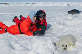 Link to Photo | animal protection, cub, creature, winter, pack ice, St. Lawrence River, Canada, wild animal, Gulf of Saint Lawrence, Prince Edward Island, 2006, Harp seal, lying, ice, white, wildlife, Pinnipedia, marine mammal, North America, human, habitat, animal, snow, Eastern Canada