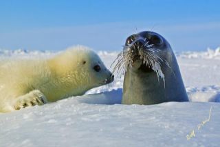 Link to Photo | animal protection, cub, creature, winter, pack ice, St. Lawrence River, Canada, wild animal, Gulf of Saint Lawrence, Prince Edward Island, 2006, Harp seal, lying, ice, white, wildlife, Pinnipedia, marine mammal, North America, human, habitat, animal, snow, Eastern Canada