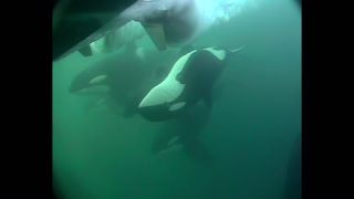 Link to Video | fauna, mammal, Western Canada, whale watching, Odontoceti, Canada, sea, Vancouver Island, whale, British Columbia, wildlife, Carnivora, orca, predator, liquid water, marine mammal, North America, animal, wildlife observation, digital color photograph, wildlife watching, Pacific Ocean