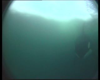 Link to Video | fauna, mammal, Western Canada, whale watching, Odontoceti, Canada, sea, Vancouver Island, digital video, whale, raw material, British Columbia, 2010, 4:3, color, wildlife, standard-definition television, Carnivora, orca, predator, liquid water, subaquaria, marine mammal, North America, underwater photography, raw image format, animal, wildlife observation, digital color photograph, wildlife watching, Pacific Ocean