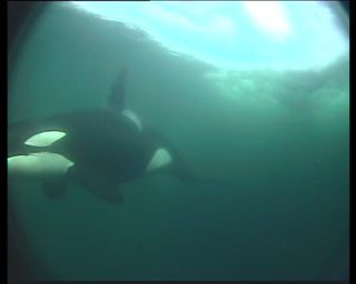 Link to Video | fauna, mammal, Western Canada, whale watching, Odontoceti, Canada, sea, Vancouver Island, digital video, whale, raw material, British Columbia, 2010, 4:3, color, wildlife, standard-definition television, Carnivora, orca, predator, liquid water, subaquaria, marine mammal, North America, underwater photography, raw image format, animal, wildlife observation, digital color photograph, wildlife watching, Pacific Ocean