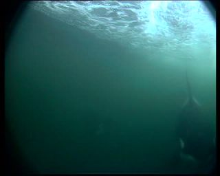 Link to Video | fauna, mammal, Western Canada, whale watching, Odontoceti, Canada, sea, Vancouver Island, digital video, whale, raw material, British Columbia, 2010, 4:3, color, wildlife, standard-definition television, Carnivora, orca, predator, liquid water, subaquaria, marine mammal, North America, underwater photography, raw image format, animal, wildlife observation, digital color photograph, wildlife watching, Pacific Ocean