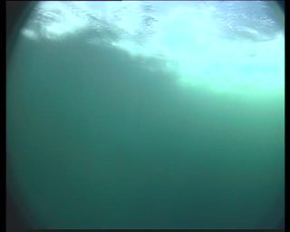 Link to Video | fauna, mammal, Western Canada, whale watching, Odontoceti, Canada, sea, Vancouver Island, digital video, whale, raw material, British Columbia, 2010, 4:3, color, wildlife, standard-definition television, Carnivora, orca, predator, liquid water, subaquaria, marine mammal, North America, underwater photography, raw image format, animal, wildlife observation, digital color photograph, wildlife watching, Pacific Ocean