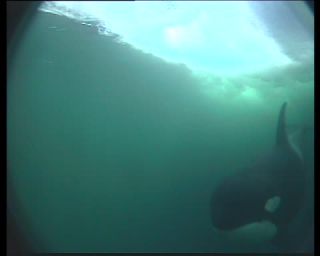 Link to Video | fauna, mammal, Western Canada, whale watching, Odontoceti, Canada, sea, Vancouver Island, digital video, whale, raw material, British Columbia, 2010, 4:3, color, wildlife, standard-definition television, Carnivora, orca, predator, liquid water, subaquaria, marine mammal, North America, underwater photography, raw image format, animal, wildlife observation, digital color photograph, wildlife watching, Pacific Ocean