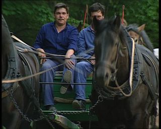 Link to Video | deciduous forest, 1990, color, green, Harz, horse