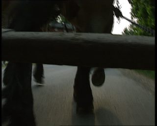 Link to Video | deciduous forest, 1990, color, green, Harz, horse