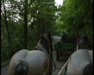 Link to Video | deciduous forest, 1990, color, green, Harz, horse