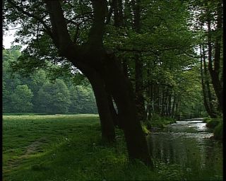 Link to Video | deciduous forest, 1990, color, green, Harz, horse