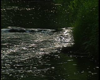Link to Video | landscape, Saxony-Anhalt, Germany, color, standard-definition television, Harz, Mittelgebirge, nature, Betacam SP