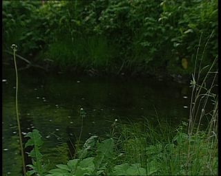 Link to Video | landscape, Saxony-Anhalt, Germany, color, standard-definition television, Harz, Mittelgebirge, nature, Betacam SP