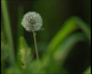 Link to Video | landscape, Saxony-Anhalt, Germany, color, standard-definition television, Harz, Mittelgebirge, nature, Betacam SP