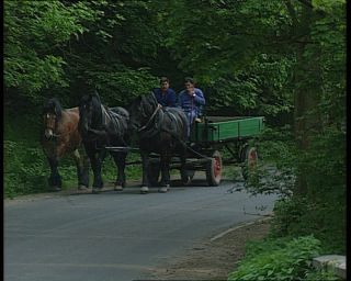 Link to Video | deciduous forest, 1990, color, green, Harz, horse