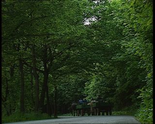 Link to Video | deciduous forest, 1990, color, green, Harz, horse