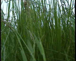 Link to Video | agriculture, mowing, scythe, farmer, German Democratic Republic, 1990, color, standard-definition television, profession, 1990s, grass, work, meadow, Betacam SP, man, eastern Germany