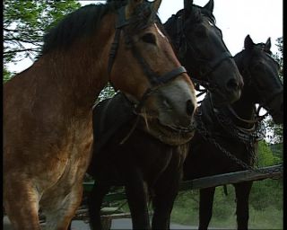 Link to Video | deciduous forest, 1990, color, green, Harz, horse