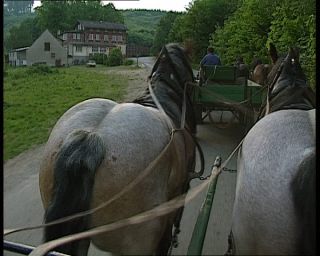 Link to Video | deciduous forest, 1990, color, green, Harz, horse