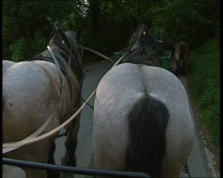 Link to Video | deciduous forest, 1990, color, green, Harz, horse