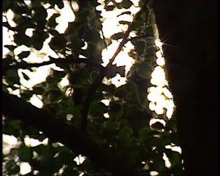 Link to Video | landscape, Saxony-Anhalt, Germany, color, standard-definition television, Harz, Mittelgebirge, nature, Betacam SP