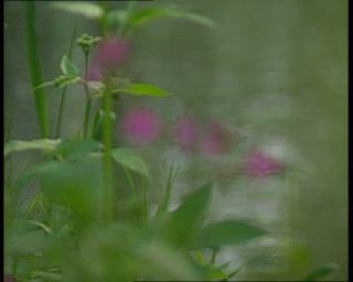 Link to Video | landscape, Saxony-Anhalt, Germany, color, standard-definition television, Harz, Mittelgebirge, nature, Betacam SP