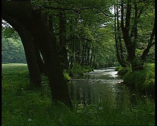 Link to Video | deciduous forest, 1990, color, green, Harz, horse