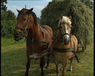 Link to Video | agriculture, summer, German Democratic Republic, 1990, standard-definition television, hay, 1990s, haymaking, Betacam SP, eastern Germany