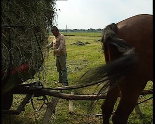 Link to Video | agriculture, summer, German Democratic Republic, 1990, standard-definition television, hay, 1990s, haymaking, Betacam SP, eastern Germany
