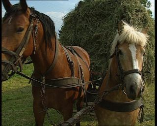 Link to Video | agriculture, summer, German Democratic Republic, 1990, standard-definition television, hay, 1990s, haymaking, Betacam SP, eastern Germany