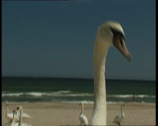 Link to Video | sea, German Democratic Republic, 1990, Baltic Sea, Ostseebad Göhren, eastern Germany